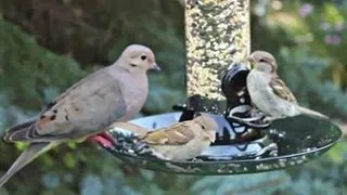 Titmouse, Chickadee, Finches, Sparrows, Dove - July 17, 2013