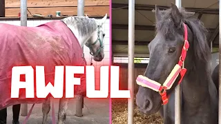 This is really AWFUL!! But so sweet of you all!!! And there are mice🐭 in it! | Friesian Horses