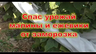 Спас урожай малины и ежевики от заморозков