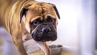 The REAL Truth about DROOL and Bullmastiffs (Choose WISELY)