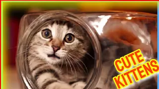 Cute Kittens 2021 Vol.32 🤣 Funny Cat Videos 🙀 Cute Cat Videos