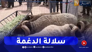 فلاحة: مساعي لإعادة بعث سلالة "الدغمة".. والإنطلاقة من ولاية النعامة