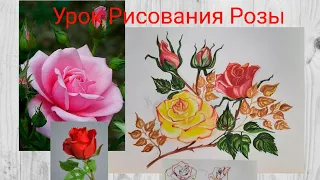 Урок Рисования Розы. Учимся рисовать розу Поэтапная и акварелью для новичков #рисование