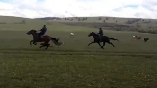 Самая быстрая лошадь