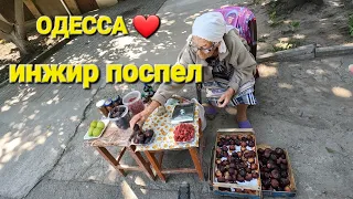 ОДЕССА ❤️ ГОЛУБЯТНИ ТРАНСФОРМЕРЫ❗️ПЛЯЖ 16 ФОНТАНА❗️БАРХАТНЫЙ СЕЗОН❗️ИНЖИР ХУРМА В САДУ❗️