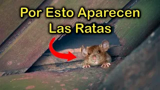 SIGNIFICADO EMOCIONAL por el que APARECEN las RATAS y RATONES en Tu HOGAR 🐁 (CASA ENFERMA y PLAGAS)