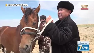 «Адай» жылқысы дара тұқым деп танылады