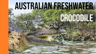 Johnstone's Croc | Australian Freshwater Crocodile | Species Profile