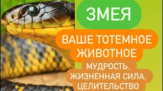 ЗМЕЯ - ваше тотемное животное# мудрость# целительство# жизненная сила# интуиция# кармические уроки#