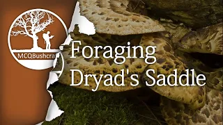 Foraging & Cooking Dryad's Saddle