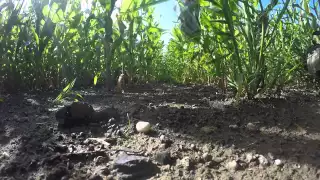 Have fun in corn field :D