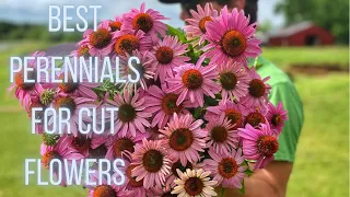 Blooming Beauties: Discover Our Top Favorite Perennial Cut Flowers | PepperHarrowFarm.com