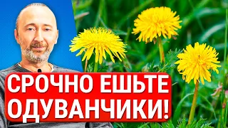 Лечебные свойства, Заготовка и Рецепты из Одуванчика для сердца, почек, печени, суставов, кожи и...