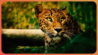 Leopards Vs. Humans: The Battle for Survival | Real Wild