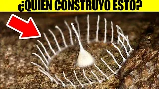 Impresionantes Estructuras Hechas Por Insectos