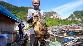 6.5 kg. TIGER GROUPER!! Fishing Thai Food + Grape Seaweed in Krabi, Thailand!