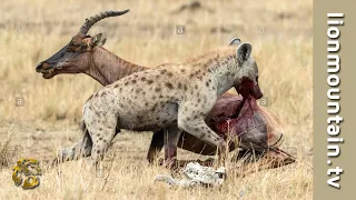 Survival of the Fittest: The Hyena vs the Sleeping Topi ☠🍖