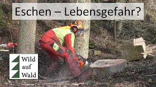 🌲Dürrast hätte mich verletzen können: Esche mit Husqvarna 572XP #wildaufwald