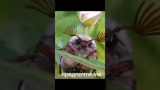 Майский жук Майский хрущ спасибо что тепло меня приняли🥰 #майскийжук #майскийхрущ