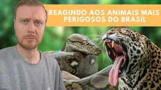 BRITÂNICO REAGE AOS ANIMAIS MAIS PERIGOSOS DO BRASIL