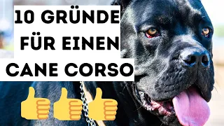 Die 10 wichtigsten Gründe für einen Cane Corso Hunderasse 🐶