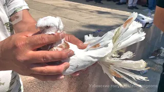 Птичий рынок г. Ташкент - ГОЛУБИ (15.05.2021) / Uzbek Pigeons