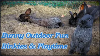 🐰Outdoor Digging + Belly Flops + Binkies 🐇 #cute #animals #pets