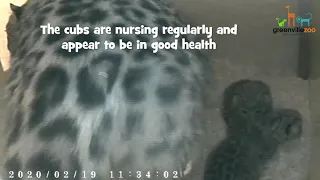 Amur leopard Cubs Born at The Greenville Zoo