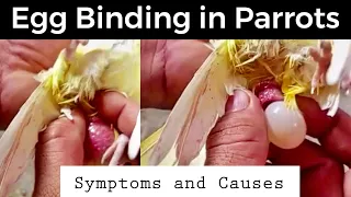 Egg Binding Issue In Cocktails | How to Treatment | Birdlife Pakistan