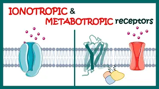 Ionotropic and Metabotropic receptors | Ionotropic receptors | Metabotropic receptors