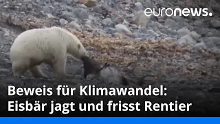 (Video) Eisbär jagt, ertränkt und frisst Rentier statt Robbe: Beweis für Klimawandel?