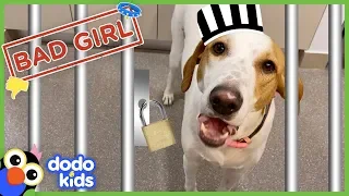 Secret Camera Catches Perfect Dog Stealing Mom's Lunch | Animal Videos For Kids | Dodo Kids