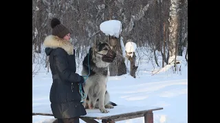 Восточно Европейская Овчарка.                                                Граф  на занятиях ОКД.