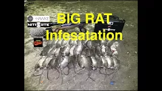 RAT CITY!!! Air Arms S510 takes them on. Team Foxer