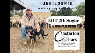Jerilderie Working Dog Auction 2024, LOT 20: Sugar - Jack Leonard