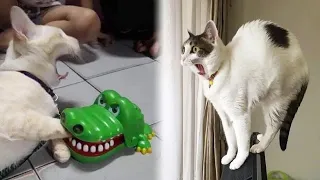 Funniest Animals 2023 😁 New Funny Cats and Dogs 😻🐶 Part #95