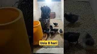 pertumbuhan anak ayam kate