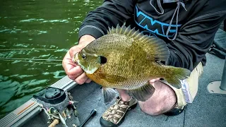 Catching HAWGNORMOUS Bluegills!!!