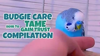 Budgie Care | How to Tame, Gain Trust Compilation