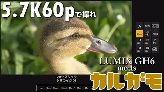 【カルガモ親子】LUMIX GH6 meets KARUGAMO 全部5.7K60pで撮れ【ゲスト マガモ アオサギ ゴイサギ】