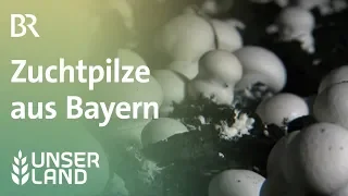 In der Halle statt auf der Wiese: Zuchtpilze aus Bayern | Unser Land | BR Fernsehen