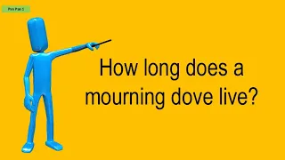 How Long Does A Mourning Dove Live?