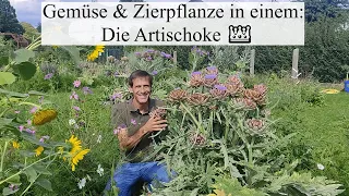 Die Königin des Gemüsegartens - die Artischocke 👑 & ihre riesige Verwandte die Cardy im Portrait 👨‍🌾