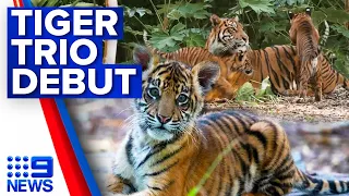 Adelaide Zoo welcomes tiger cub trio | 9 News Australia