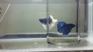 Imported betta fullmoon and halfmoon sale only in Pondicherry