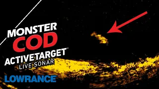 Monster Cod on Lowrance ActiveTarget Live Sonar
