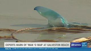 Experts warning beach-goers of 'Man O' Warts' along Galveston beach