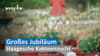 Haagesche Kakteenzucht feiert 200-jähriges Jubiläum | MDR THÜRINGEN JOURNAL | MDR