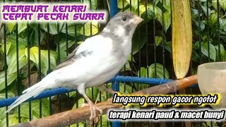 suara pancingan kenari gacor ngerol panjang paling dicari utk masteran kenari paud belajar bunyi