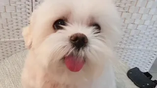 말티즈 머즐 털이 적어도 동그랗게 미용하는 방법 / 얼굴미용이 예민한 아이 / 초벌 영상 / Maltese grooming